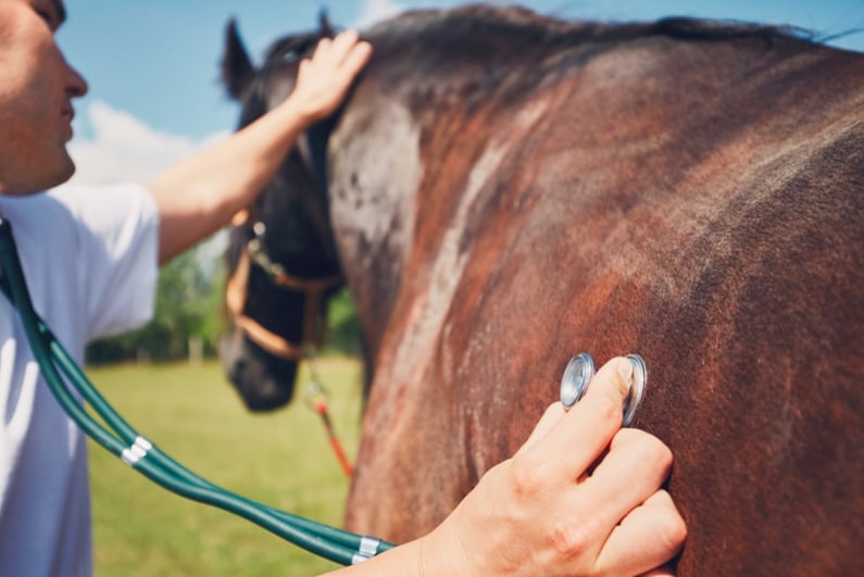 Veterinarian applying stethoscope to horse