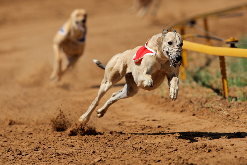 Greyhound at full speed during a race.