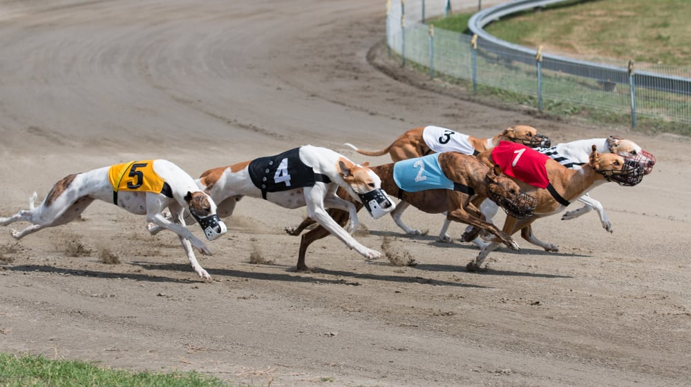 greyhounds racing on a track