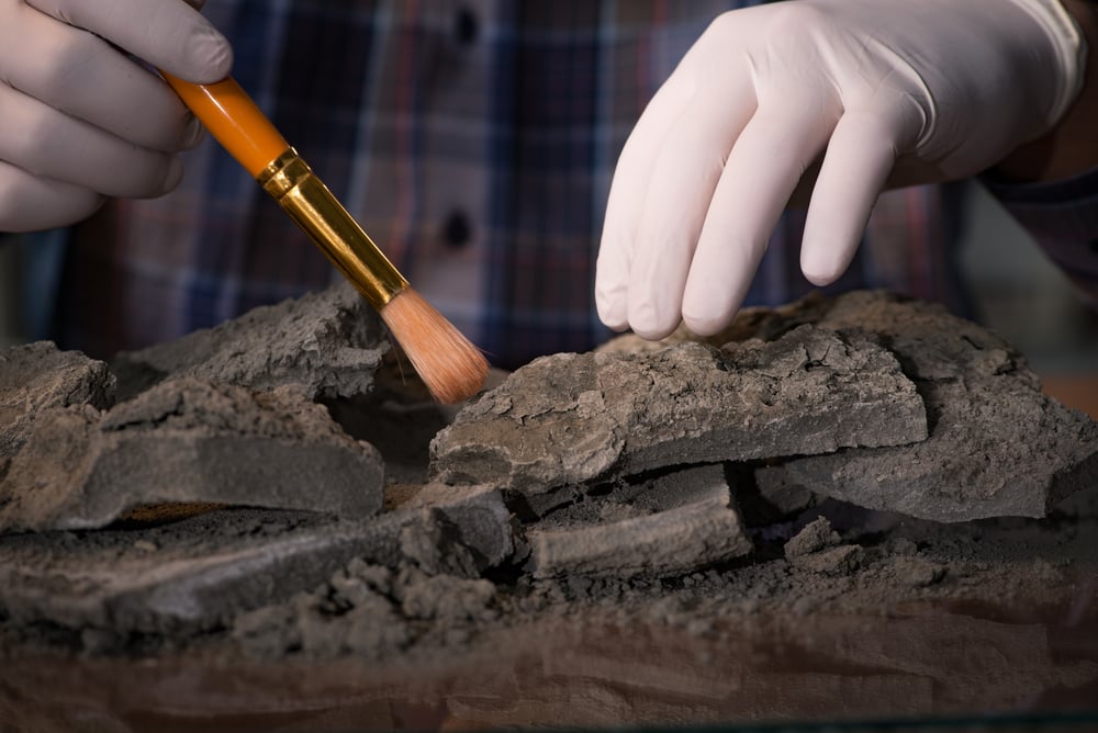 archaeologist wearing gloves and cleaning artifacts with a brush