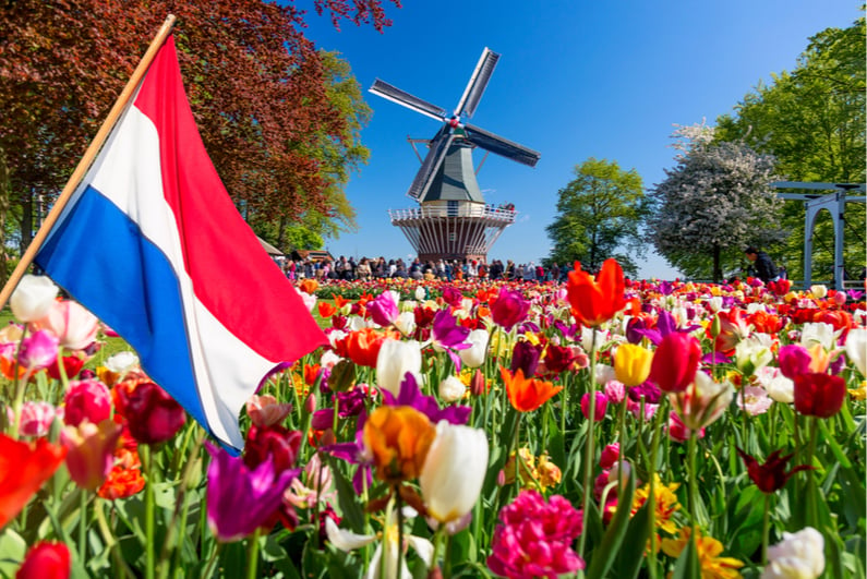 Tulip bed and Netherlands flag in the foreground with a windmill in the background