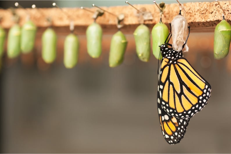 Butterfly and cocoons