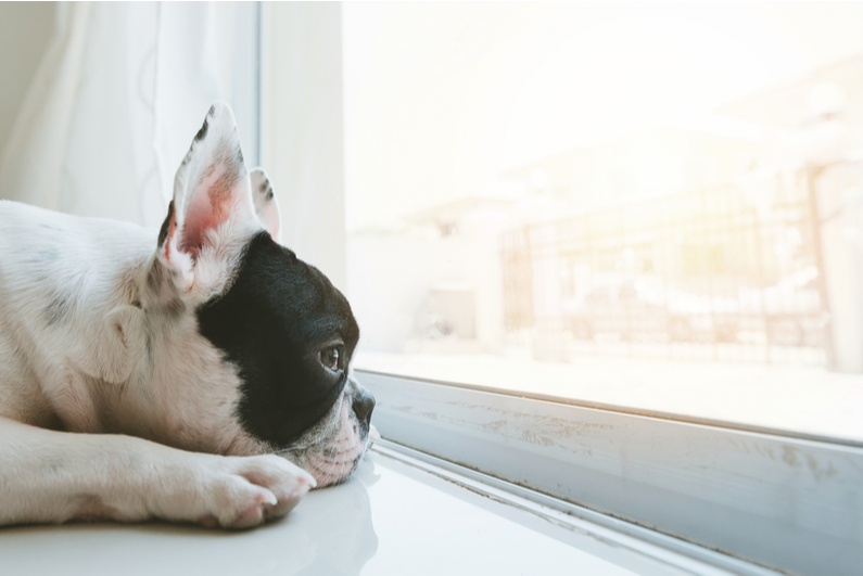 French bulldog waiting at the door