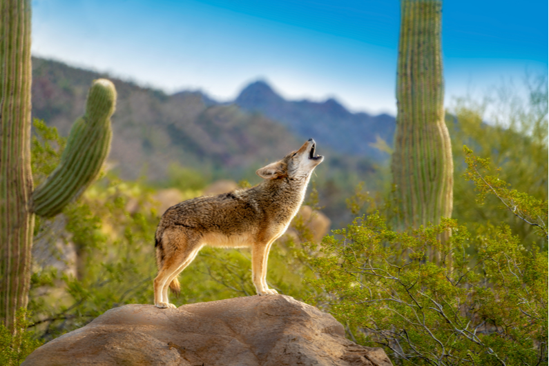 Coyote howling in the desert