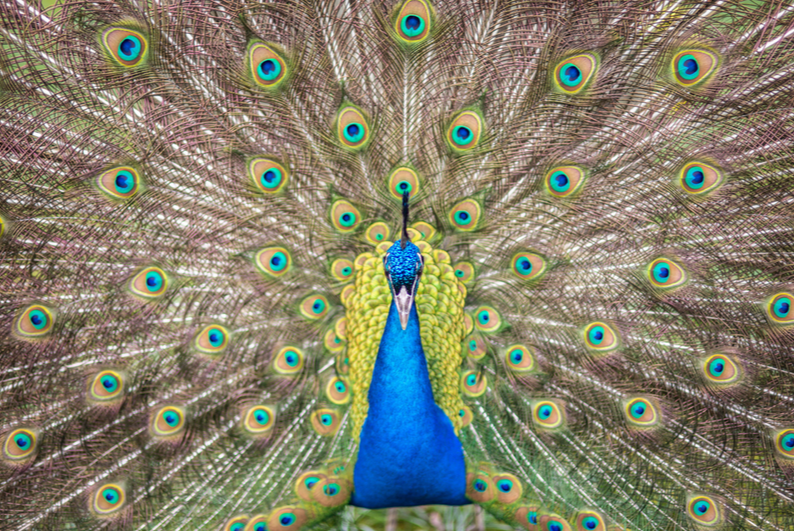 Male peacock spreading its feathers