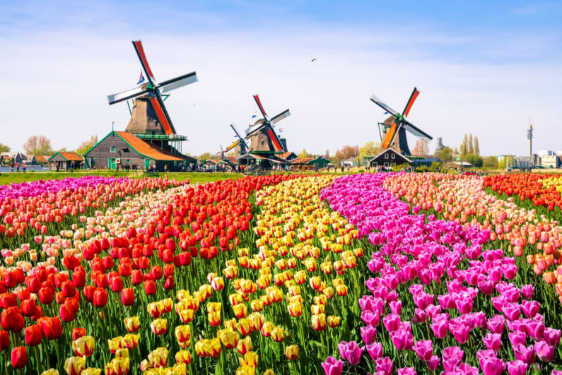 Dutch tulip field and windmills