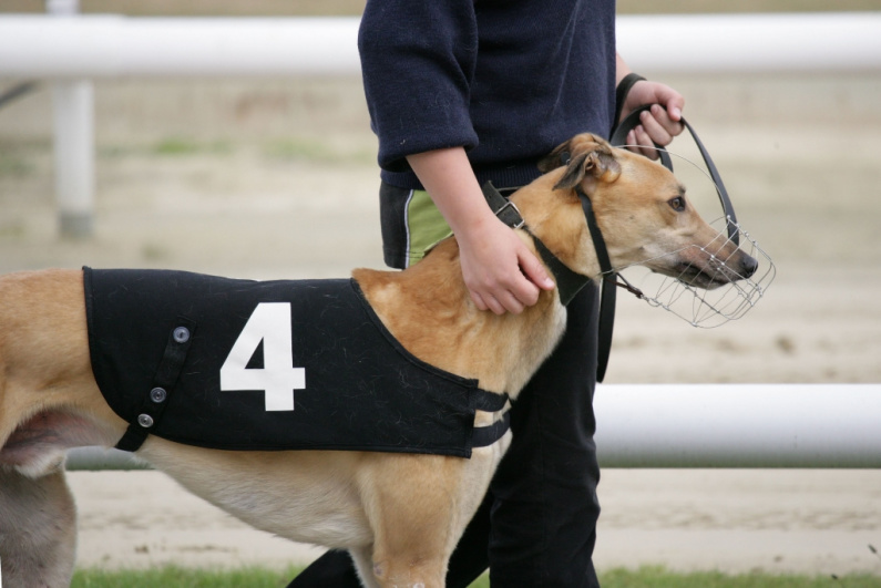 Greyhound at a racetrack