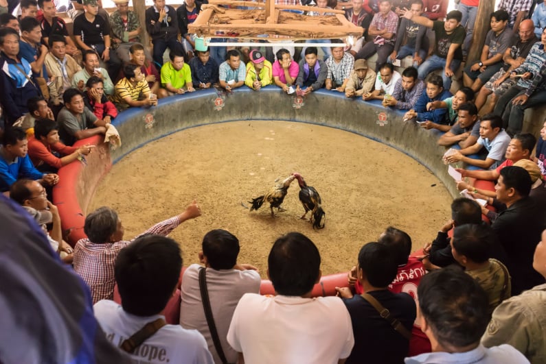 Cockfighting ring