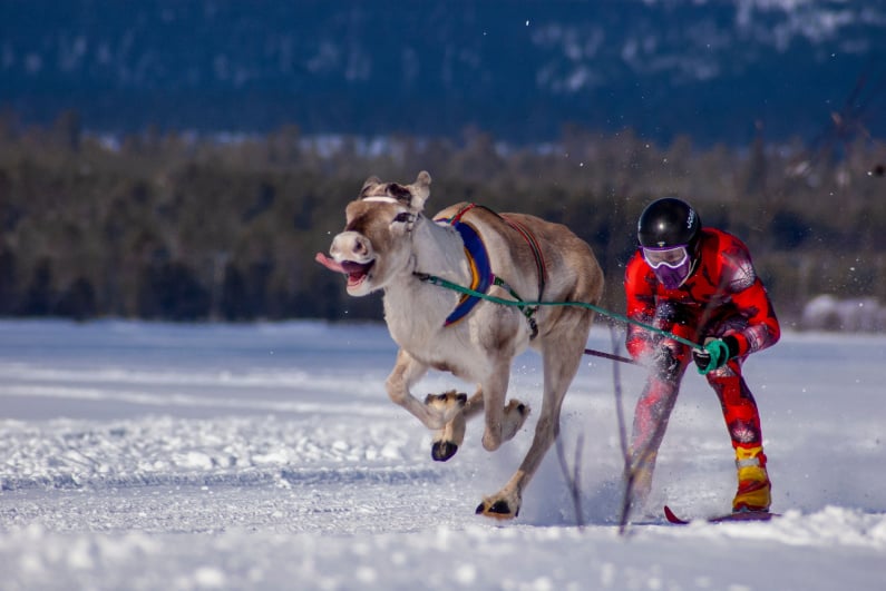 Reindeer racing