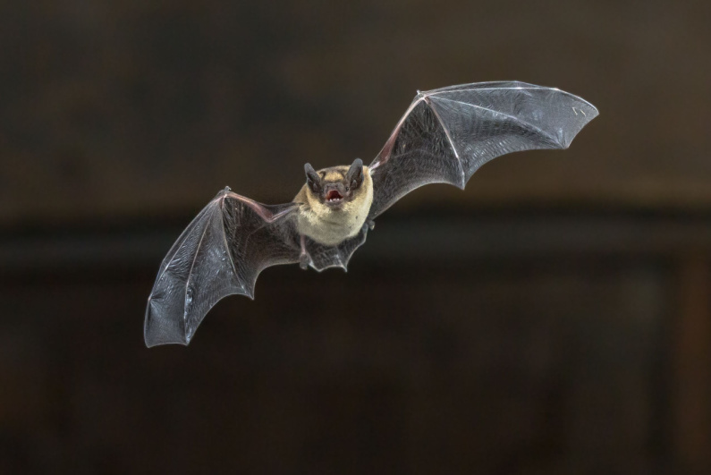 Flying bat