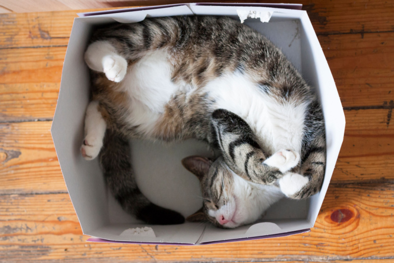 Striped cat sleeping in a box