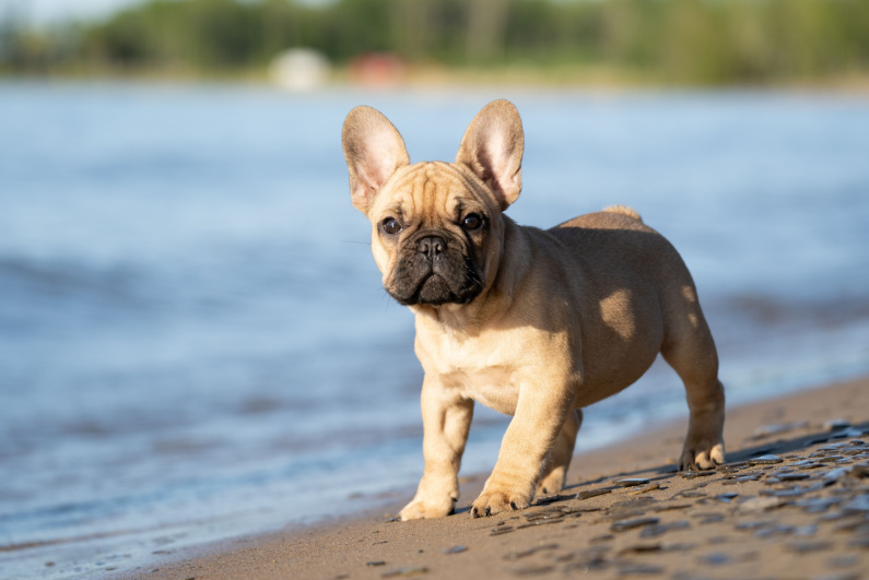 French bulldog