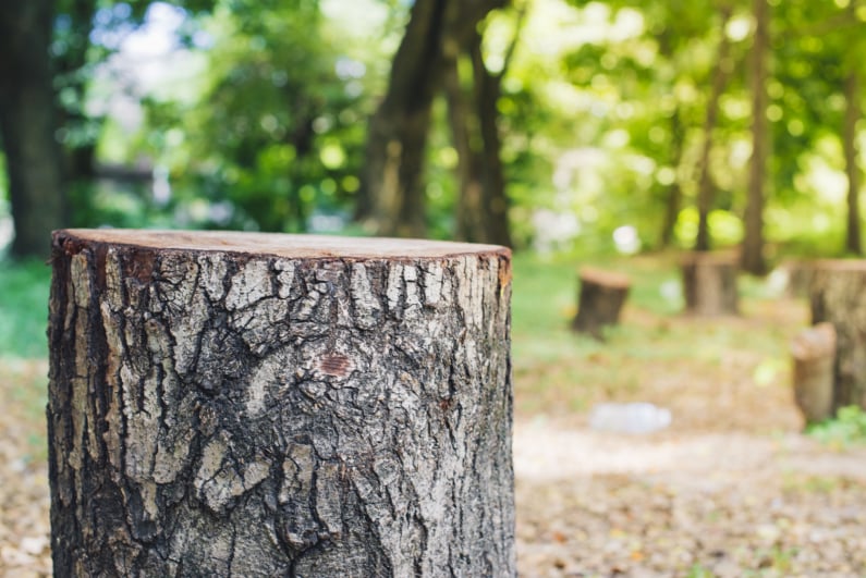 Tree stump