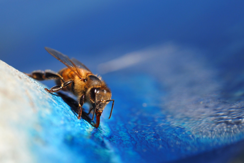 Bee drinking on blue surface
