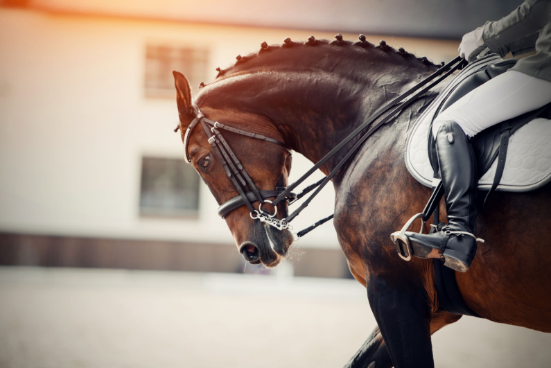 Racehorse bowing its head