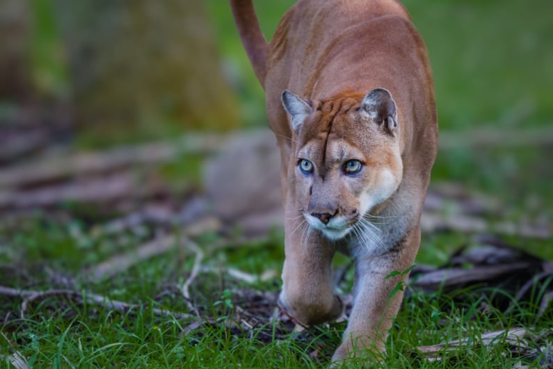 Florida panther