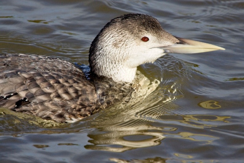 Yellow-billed loon