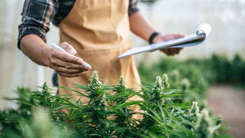 Person checking cannabis plants