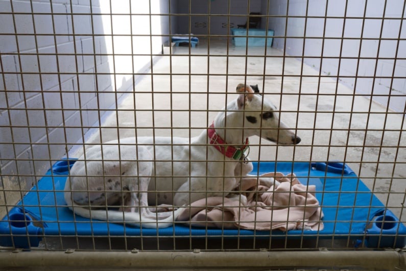 Greyhound in cage