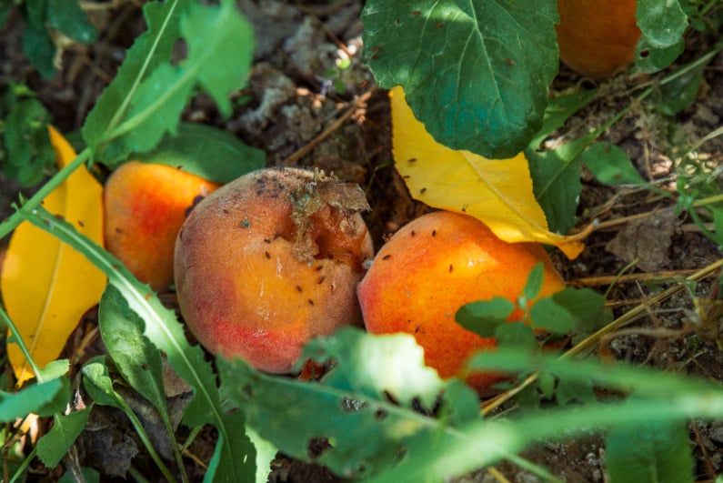 Rotten peaches on the ground