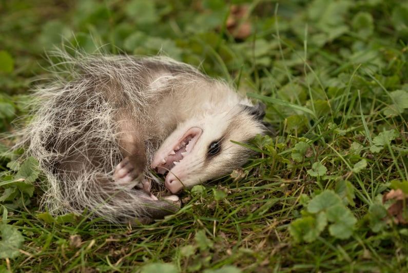 Opossum playing dead