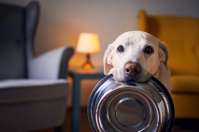 Sad dog holding its food bowl