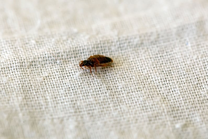 Bed bugs