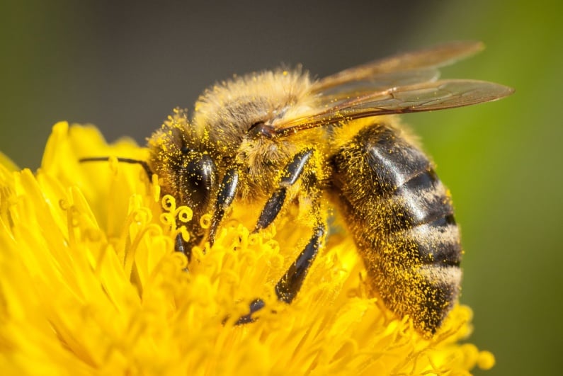 Bee in flower