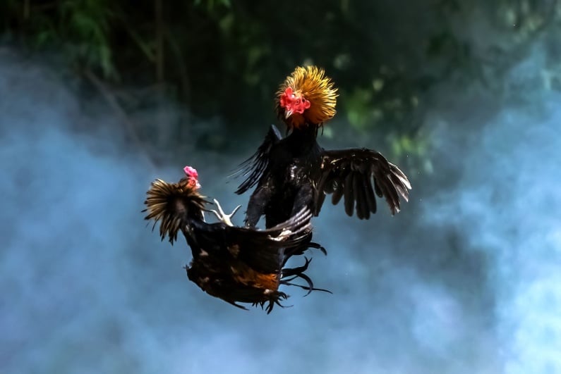 Cockfight