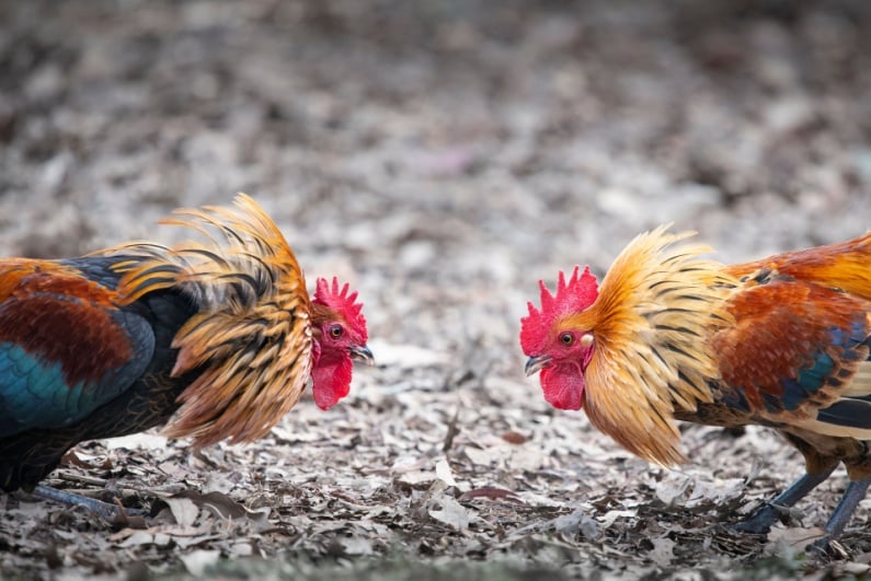 Roosters squaring off