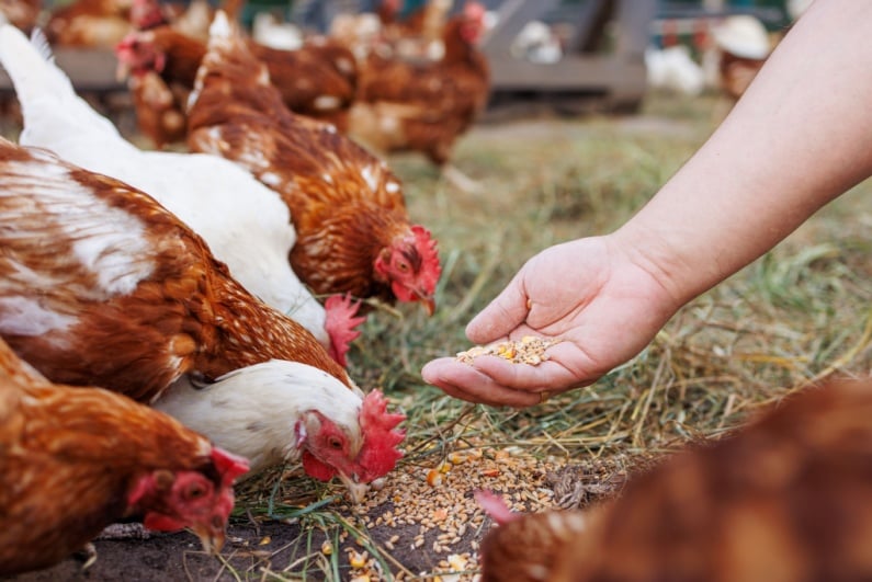 Feeding seed to chickens