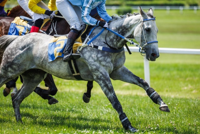 Horse race