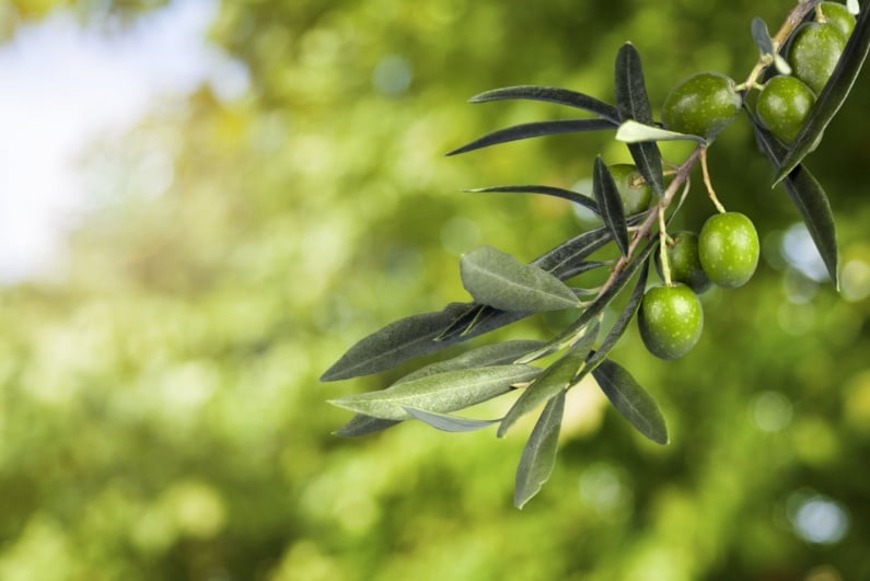 Olive branch