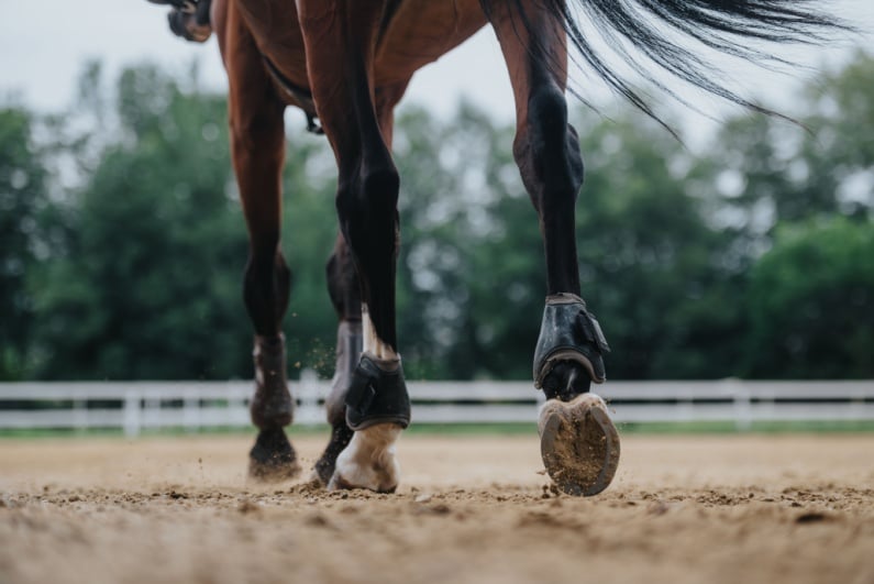 Horse on racing track