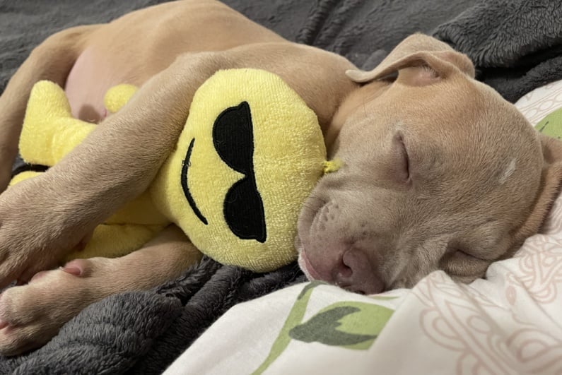 Dog sleeping with toy