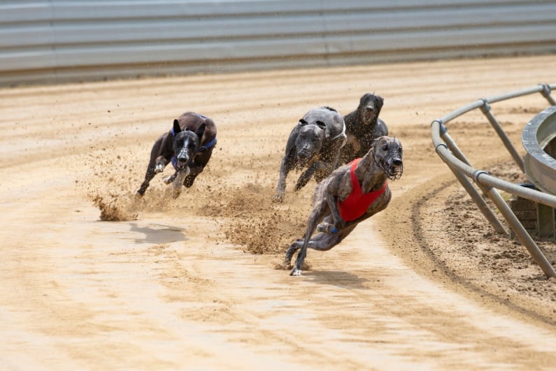 Greyhound race