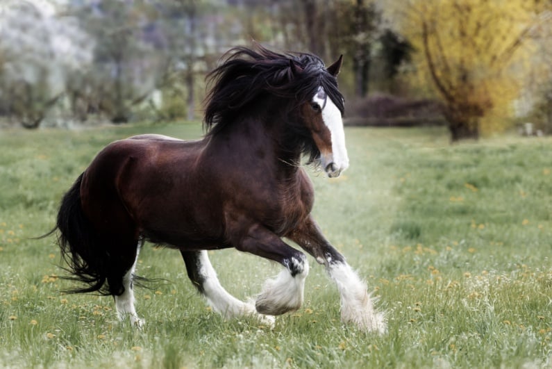 Clydsedale horse