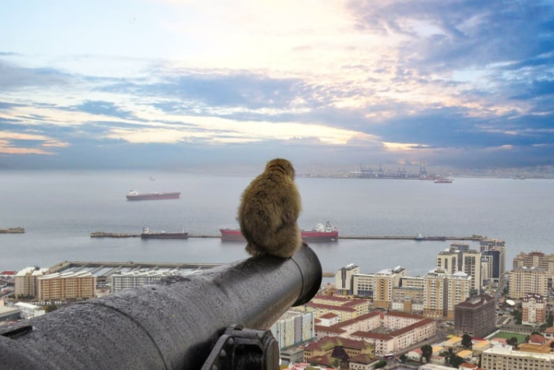 Barbary macaque on a cannon in Gibraltar