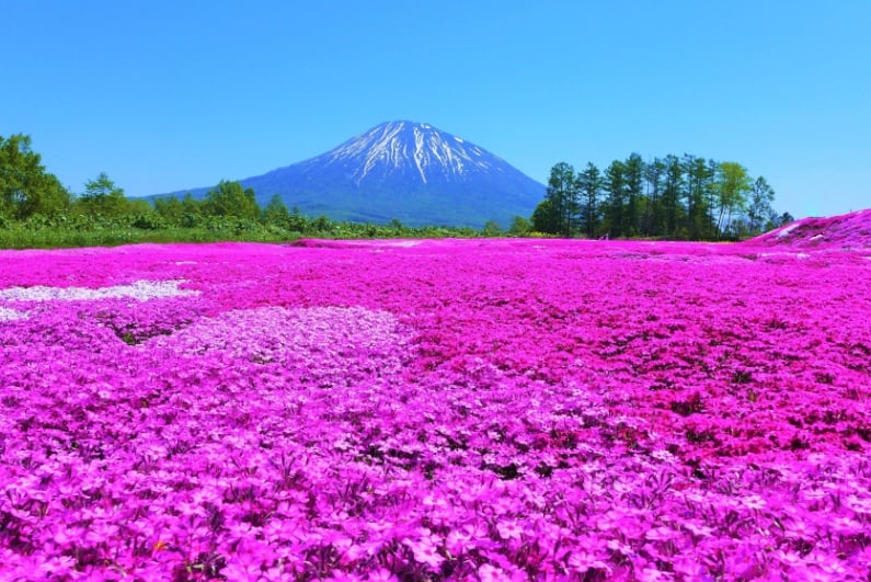 Mishima's Flowers garden in Hokkaido