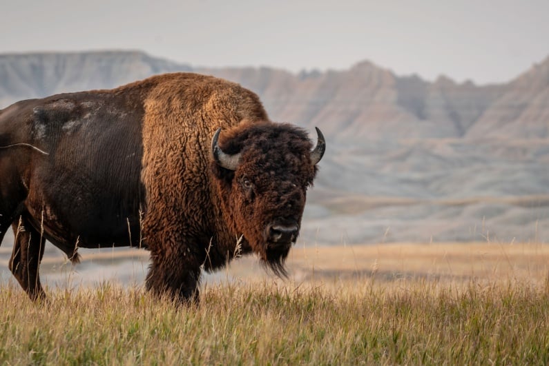 American bison