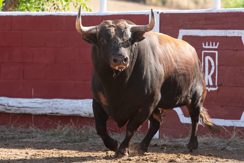 Bull