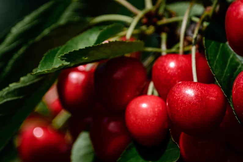 Cherries on cherry tree
