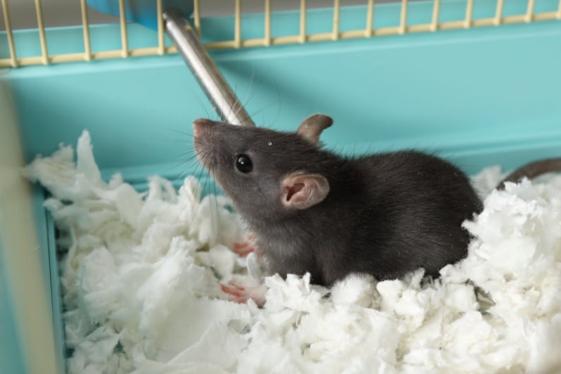 Rat