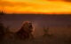 Six All-Time Great Animal-Themed Slots