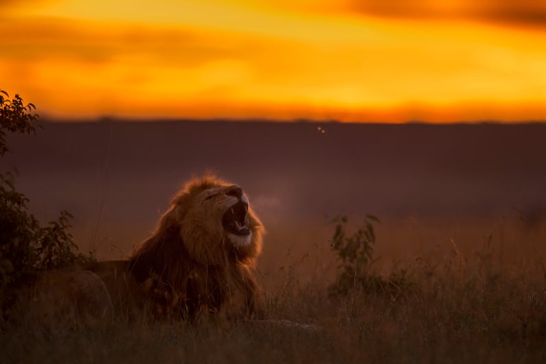 Roaring lion