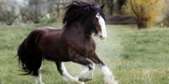 Clydsedale horse