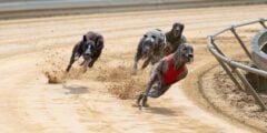Greyhound race