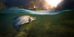 Fish on a hook underwater