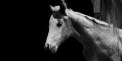 Colt
