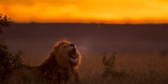 Roaring lion